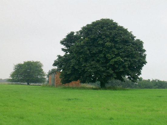 Weidebaum