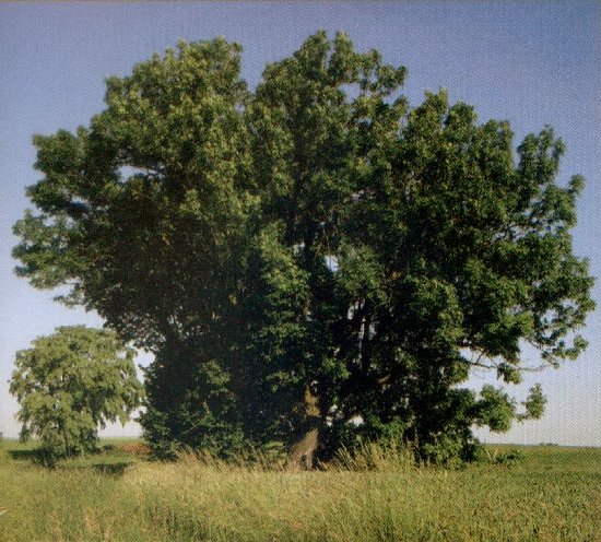 Grenzbaum
